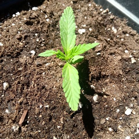 Sweet Madness growlog timeline photo