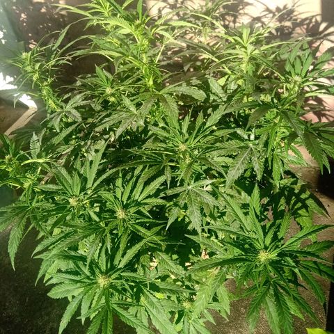 Banana Beach growlog timeline photo