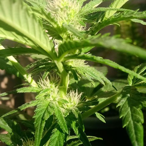 Banana Beach growlog timeline photo