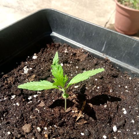 Sweet Madness growlog timeline photo