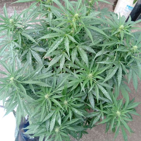 Banana Beach growlog timeline photo