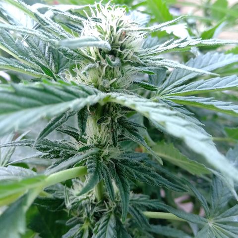 Banana Beach growlog timeline photo