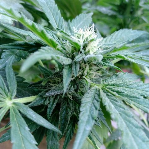 Banana Beach growlog timeline photo