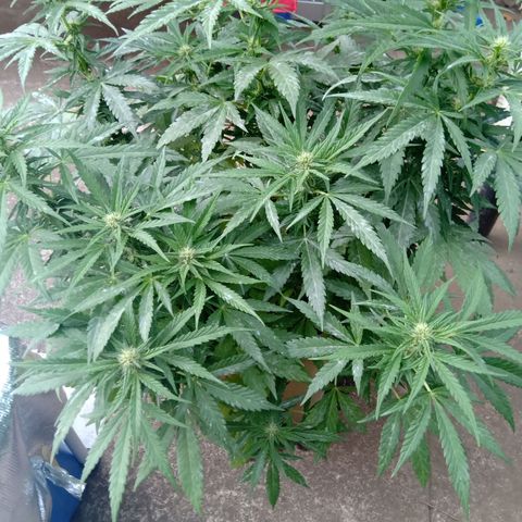 Banana Beach growlog timeline photo