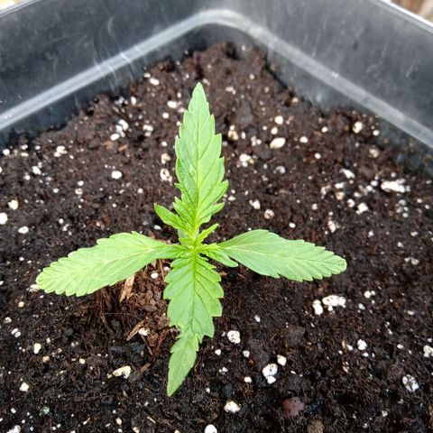 Sweet Madness growlog timeline photo