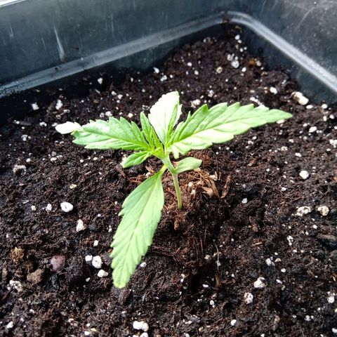 Sweet Madness growlog timeline photo