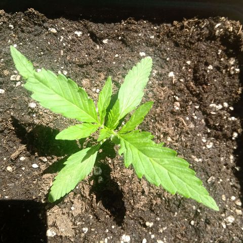 Sweet Madness growlog timeline photo