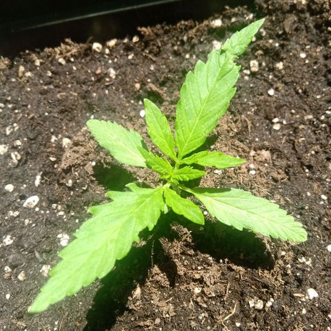 Sweet Madness growlog timeline photo