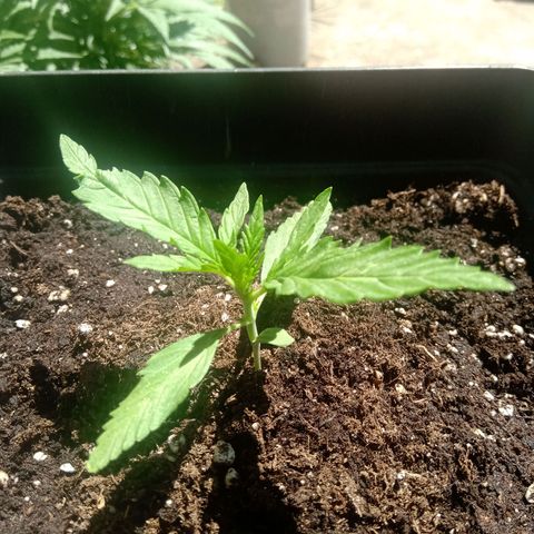 Sweet Madness growlog timeline photo