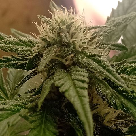 Banana Beach growlog timeline photo