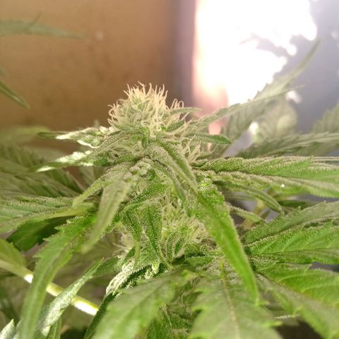 Banana Beach growlog timeline photo