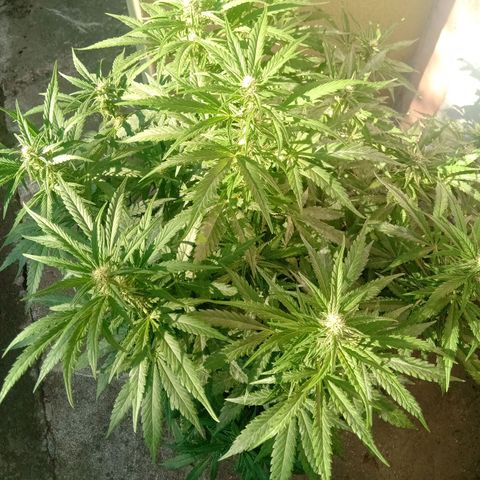 Banana Beach growlog timeline photo