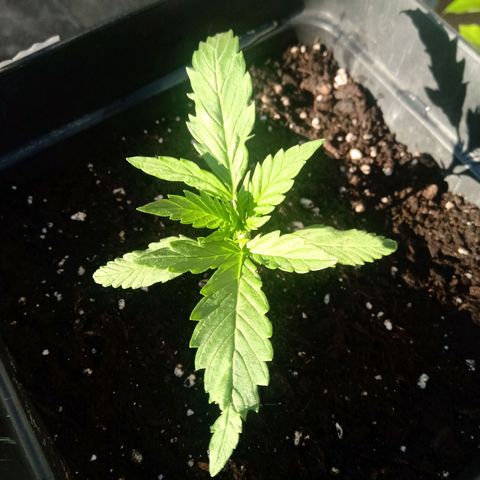 Sweet Madness growlog timeline photo