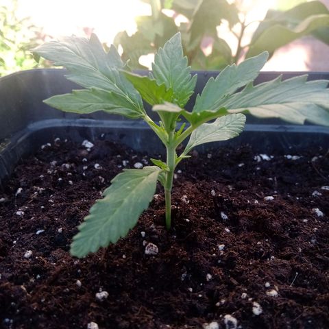 Sweet Madness growlog timeline photo