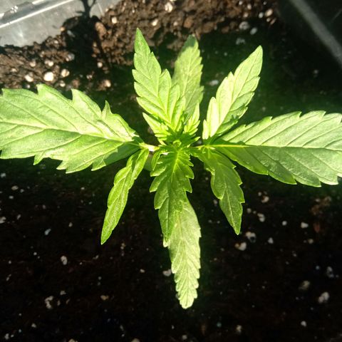 Sweet Madness growlog timeline photo