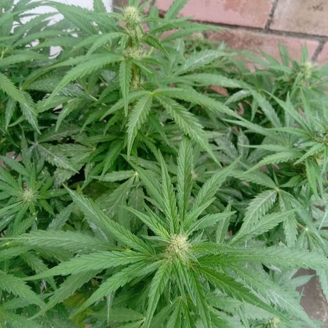 Banana Beach growlog timeline photo