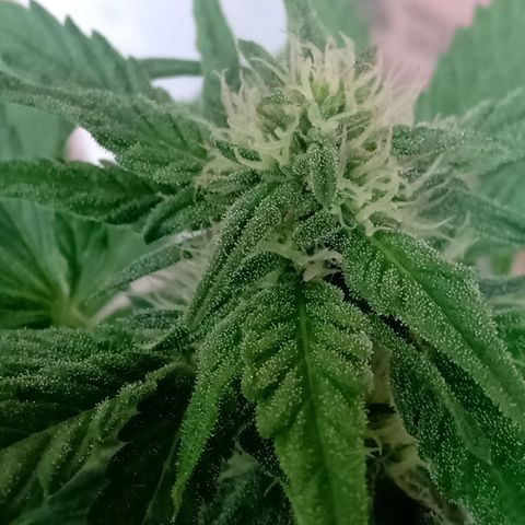 Banana Beach growlog timeline photo