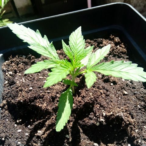 Sweet Madness growlog timeline photo