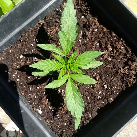 Sweet Madness growlog timeline photo