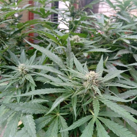 Banana Beach growlog timeline photo