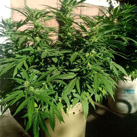 Banana Beach growlog timeline photo