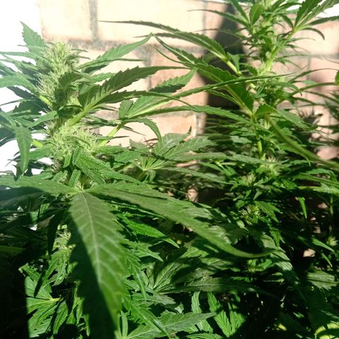 Banana Beach growlog timeline photo