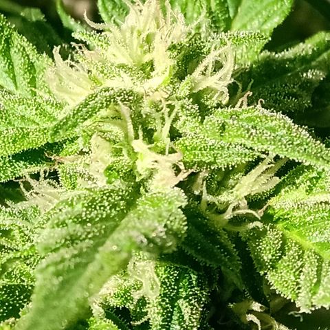 Banana Beach growlog timeline photo