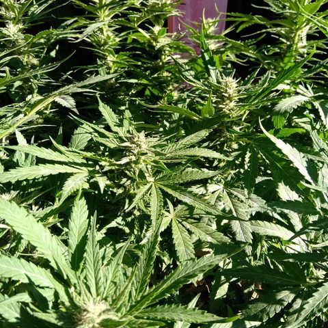 Banana Beach growlog timeline photo