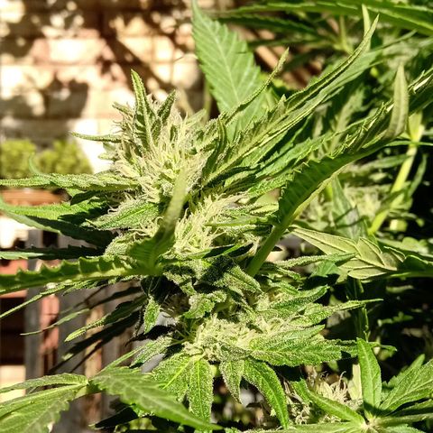 Banana Beach growlog timeline photo