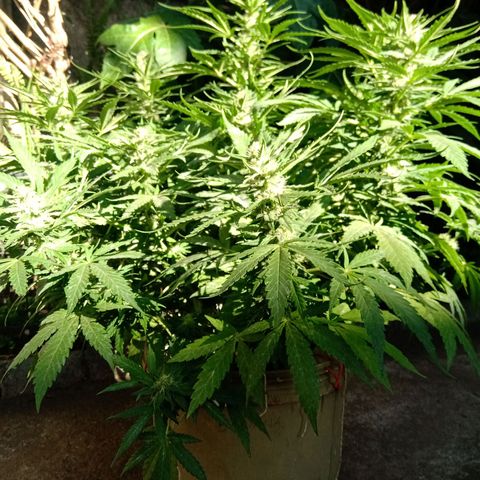 Banana Beach growlog timeline photo