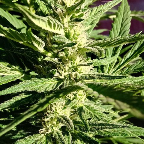 Banana Beach growlog timeline photo