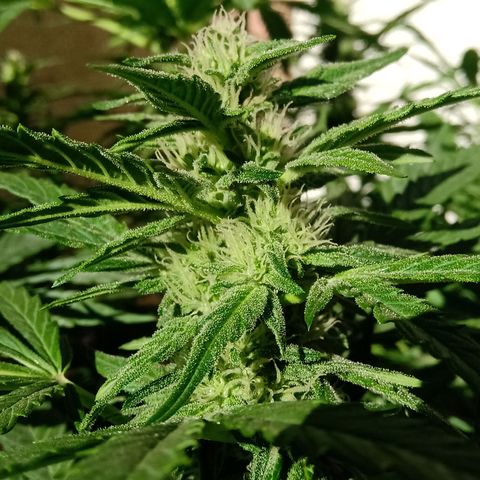 Banana Beach growlog timeline photo