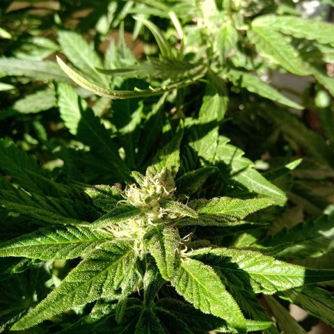 Banana Beach growlog timeline photo