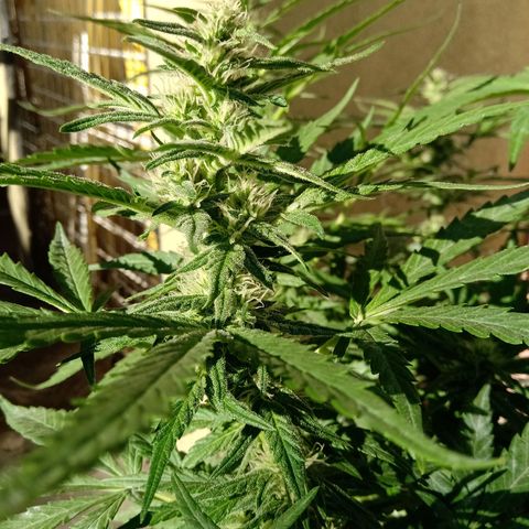 Banana Beach growlog timeline photo