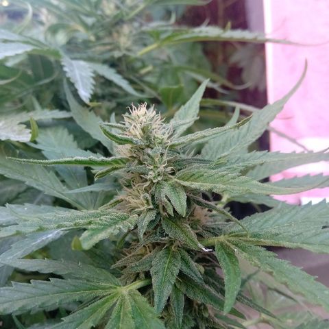 Banana Beach growlog timeline photo