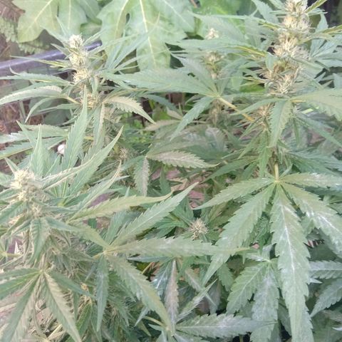 Banana Beach growlog timeline photo