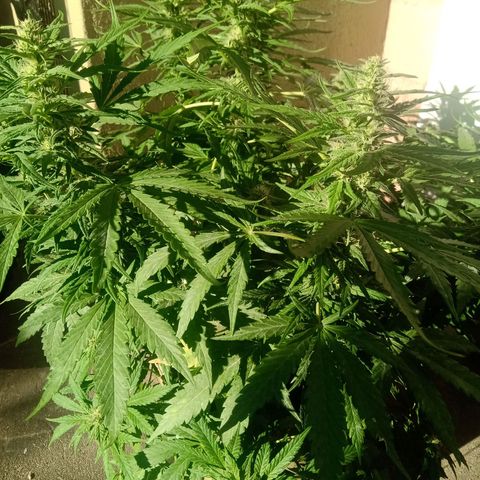 Banana Beach growlog timeline photo