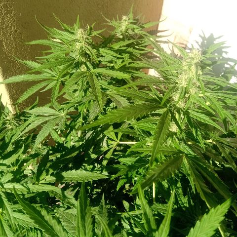 Banana Beach growlog timeline photo