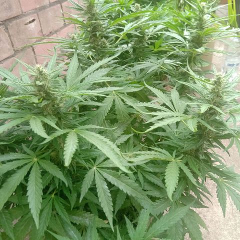 Banana Beach growlog timeline photo