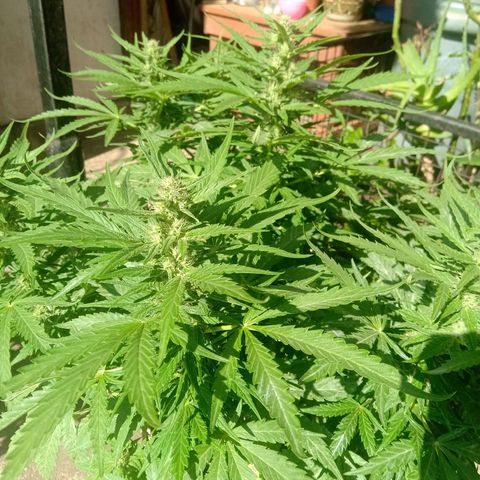 Banana Beach growlog in Exterior