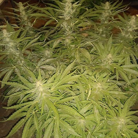 Banana Beach growlog timeline photo