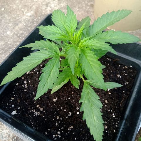 Sweet Madness growlog timeline photo