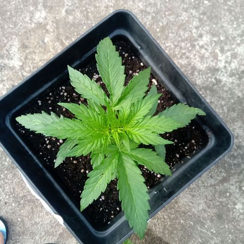 Sweet Madness growlog timeline photo