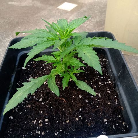 Sweet Madness growlog timeline photo