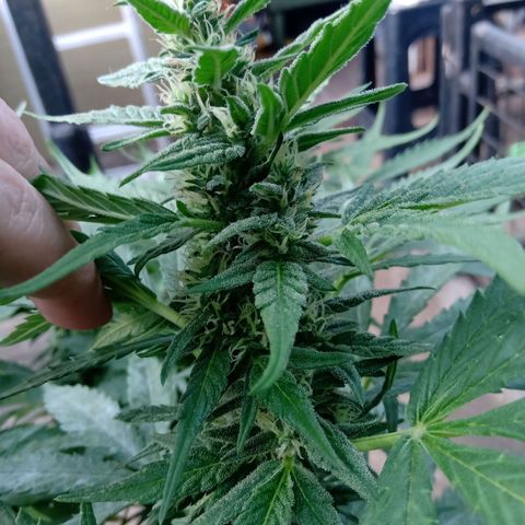 Banana Beach growlog timeline photo