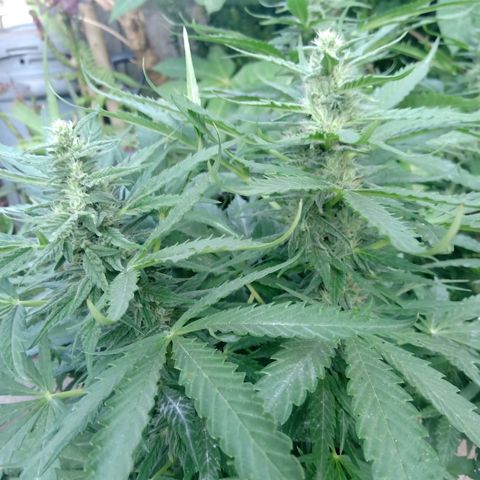 Banana Beach growlog timeline photo