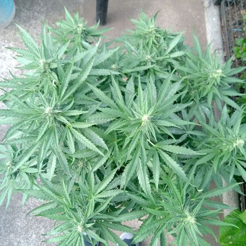 Banana Beach growlog timeline photo