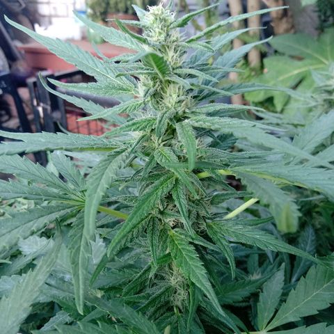 Banana Beach growlog timeline photo