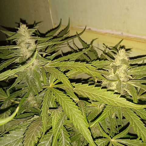 Banana Beach growlog timeline photo