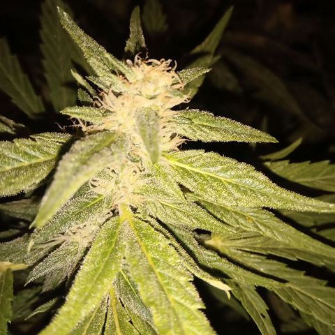 Banana Beach growlog timeline photo